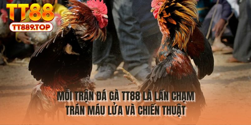 Mỗi trận đá gà TT88 là lần chạm trán máu lửa và chiến thuật